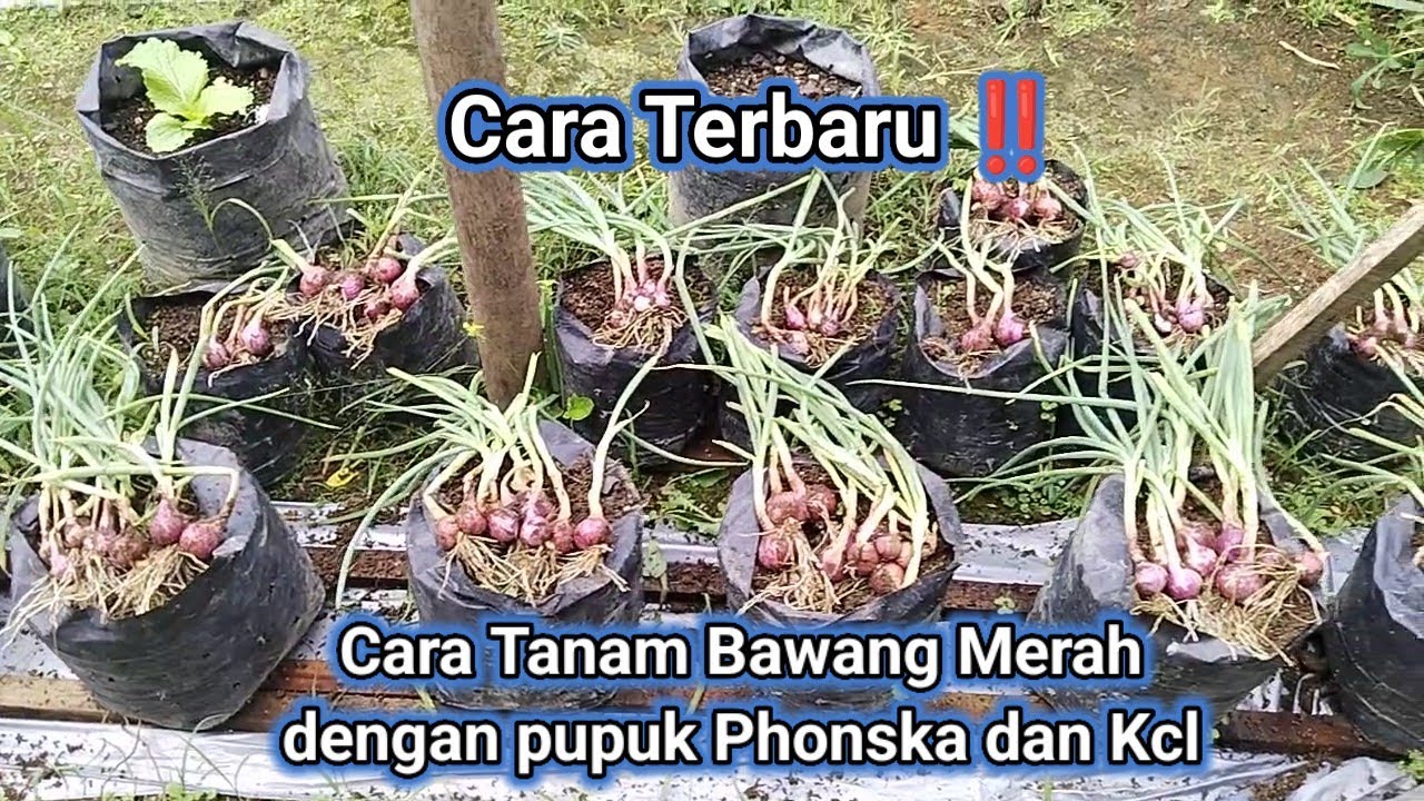 Cara terbaru ‼️Cara Tanam Bawang Merah Dengan Pupuk PHONSKA DAN KCL