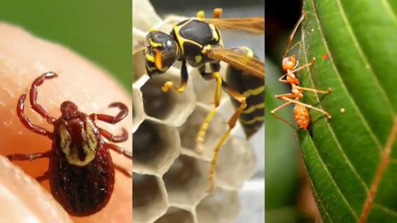 Termite Treatment Oak Point TX 75068 Ant Control