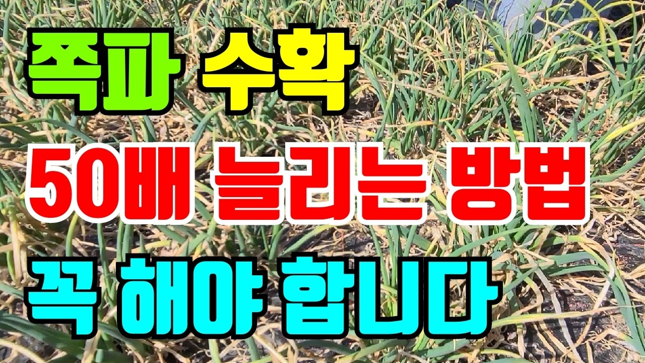 쪽파 지금부터 해야 50배 늘어나고 통통하게 커요