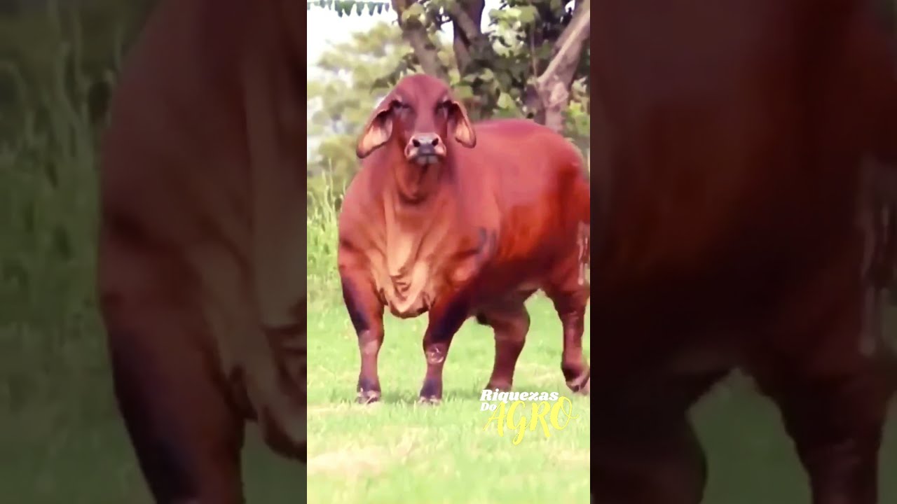 Touro Brahman | Boi | Ra&ccedil;a Brahman | Vaca Brahman | Marruco