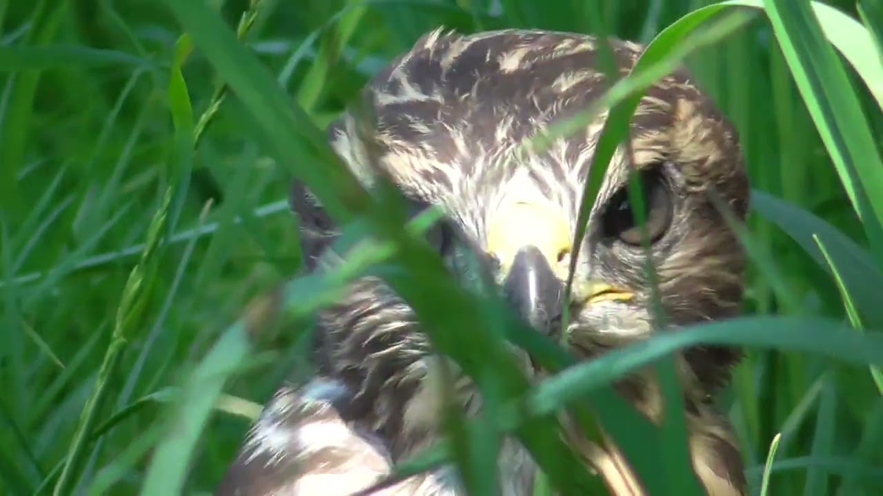 La buse au fil des saisons