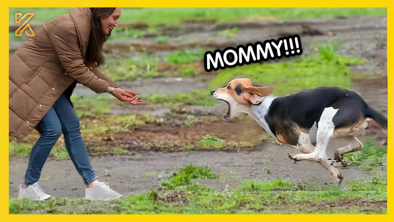 🐕 FULL Most Heartwarming Dogs Reunions with Their Owners That Will Make You Cry 💘