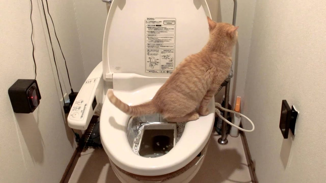 マルクス君の水洗トイレレッスン　最終STEP