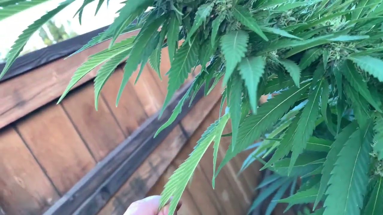 Ganja garden