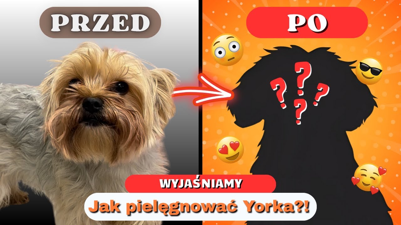 Wyjaśniamy jak pielęgnować Yorka! Musisz to zobaczyć!