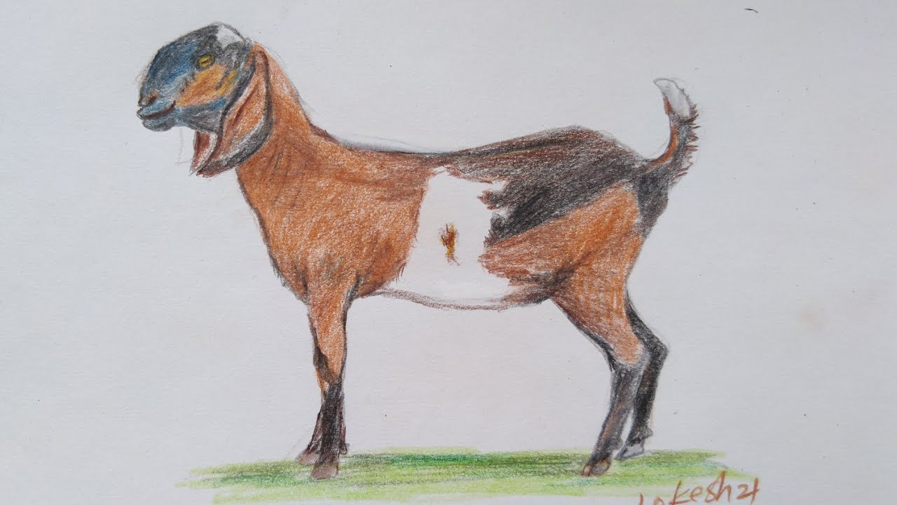 how to draw goat easily / goat drawing colour