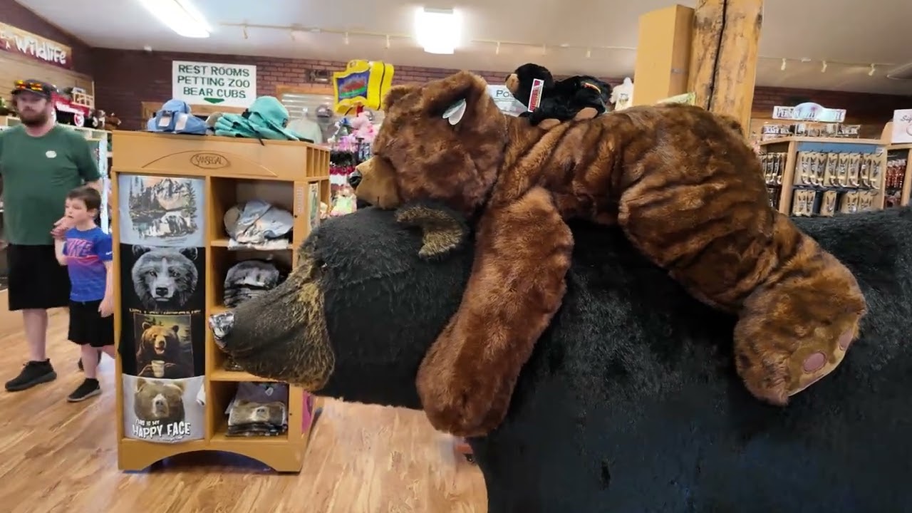 Bears, Cubs, and More: My Day at Yellowstone Bear World!