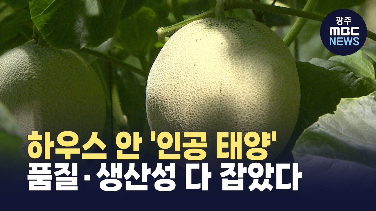 여명 뚫고 피어난 '인공 태양'&hellip; 세지 명품 멜론의 비결(뉴스투데이 2026.04.15 광주MBC)