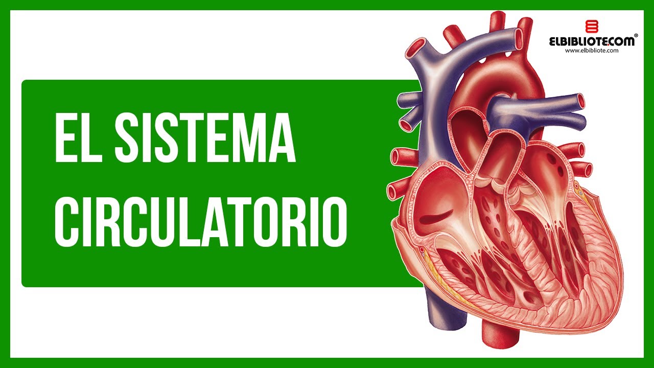 ¿Cómo funciona el Sistema Circulatorio? ❤️ [El Bibliotecom] 📚