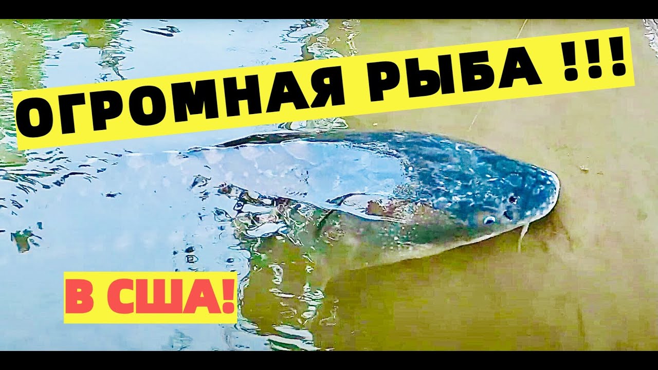 МАЛЕНЬКАЯ ГОРНАЯ РЕКА - ОГРОМНАЯ РЫБА! РЫБАЛКА НА БЕЛОГО ОСЕТРА НА СЕВЕРО - ЗАПАДЕ США.