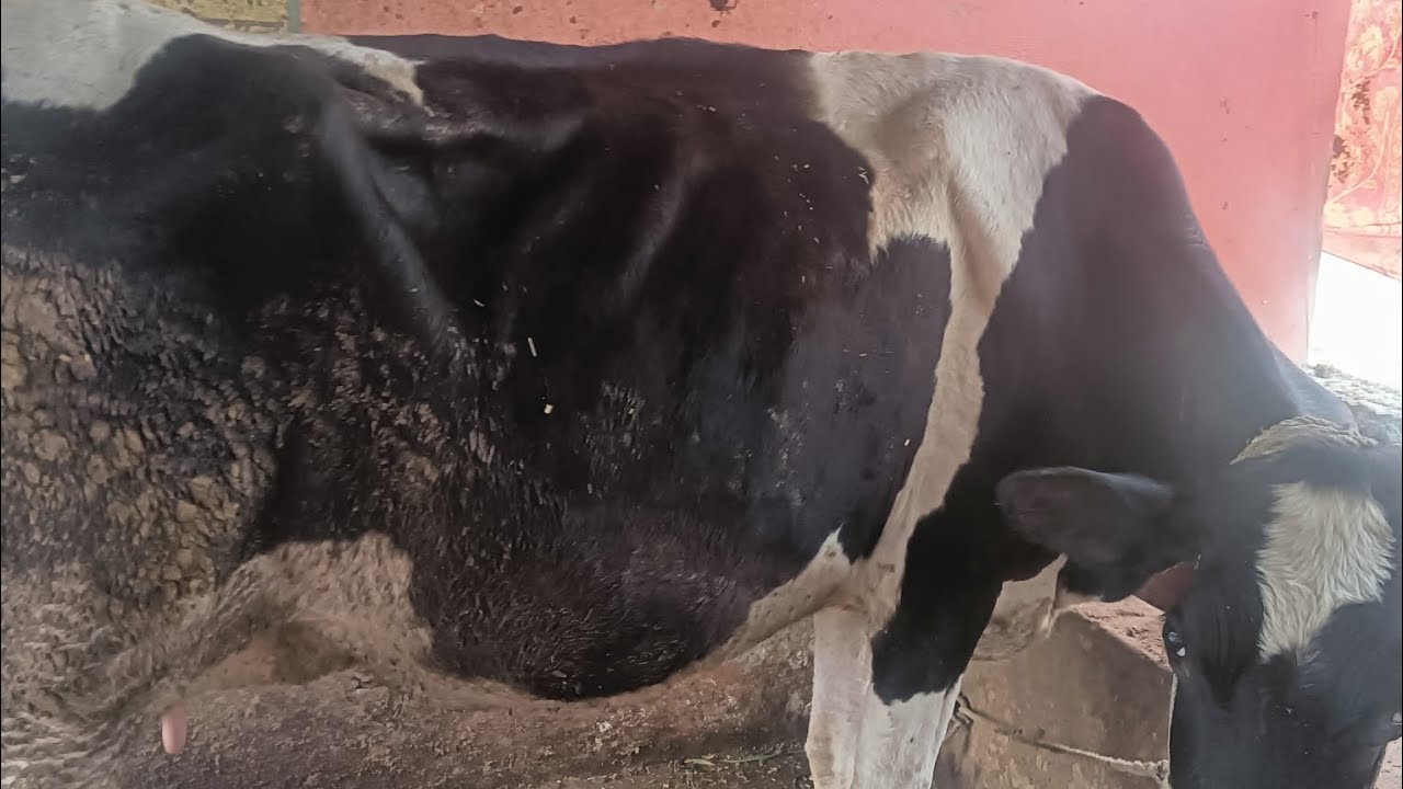Live milking milk recording my new cow