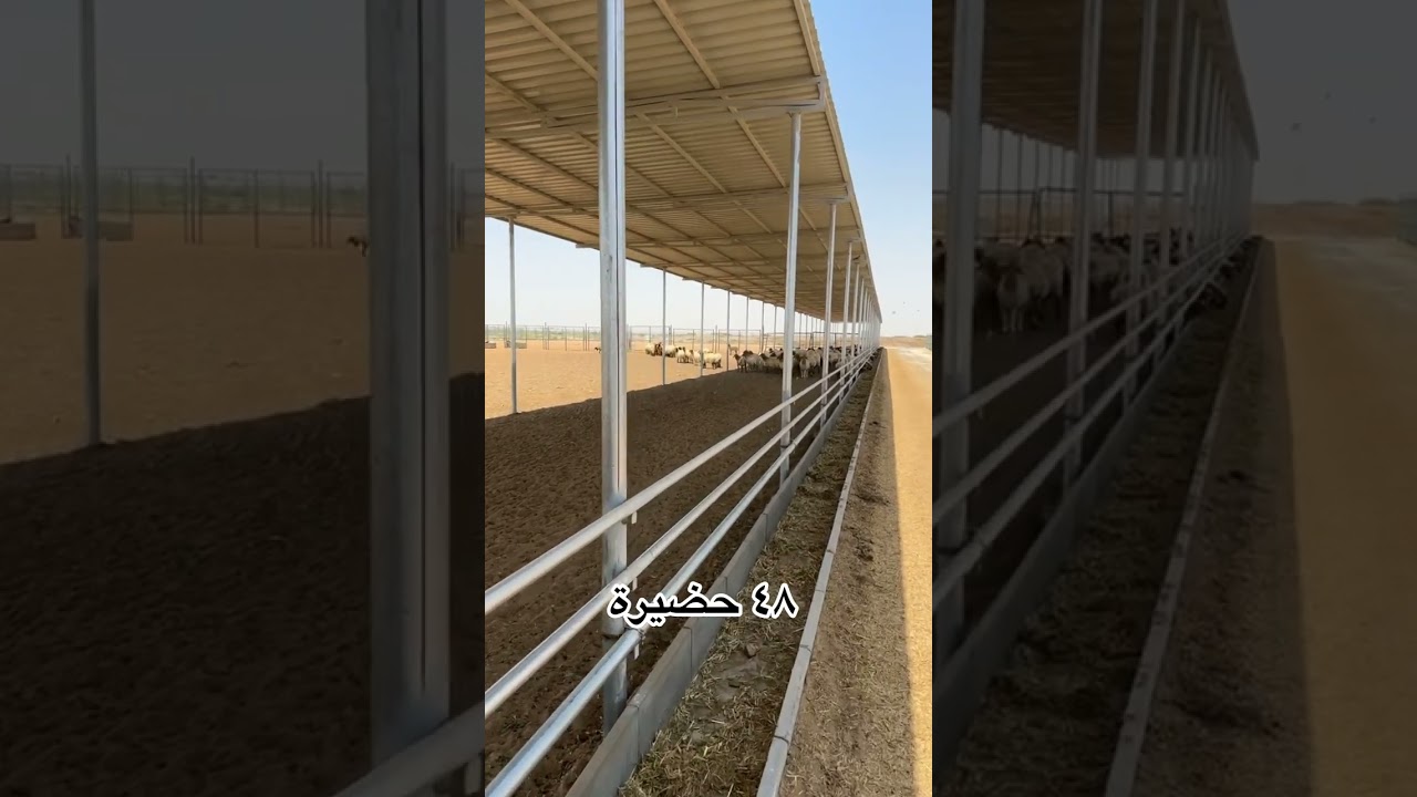 أكبر مزرعة خرفان نعيمي في الإمارات