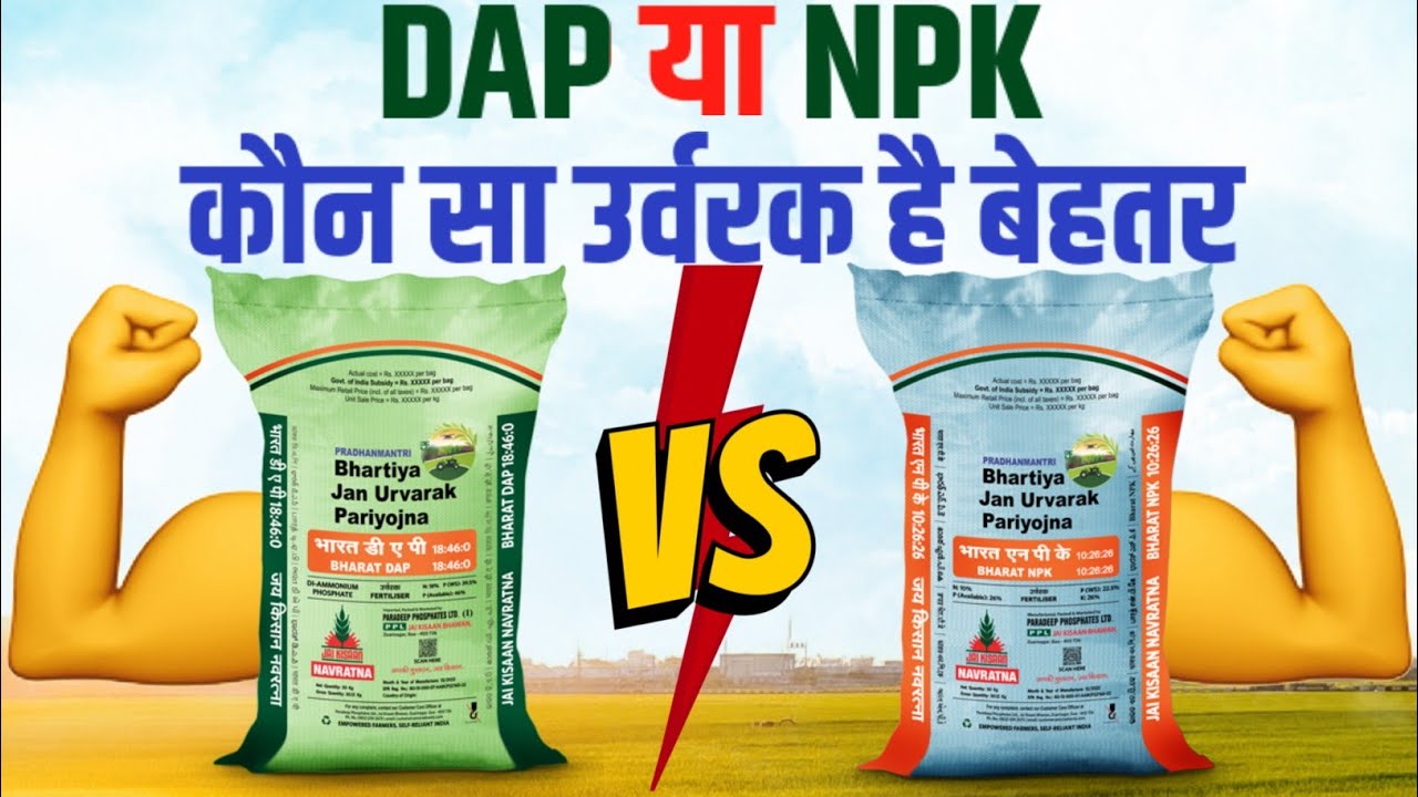 DAP vs NPK Fertilizer में क्या अंतर है | DAP बेहतर है या NPK?