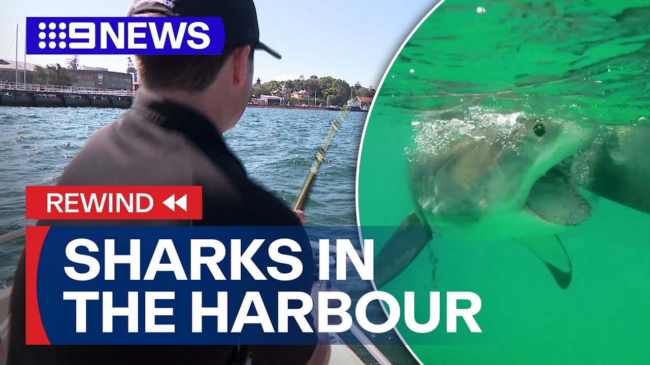 Rewind: Catching sharks in Sydney Harbour | 9 News Australia