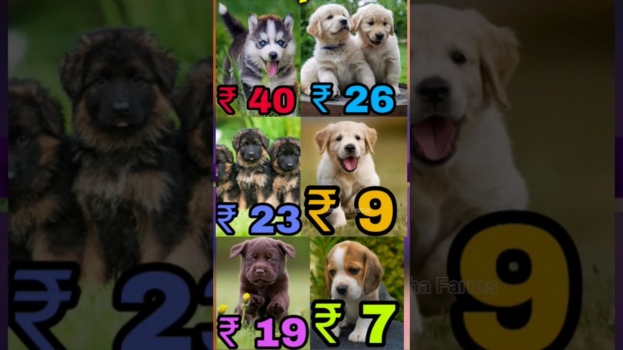 wholesale dog market 2024