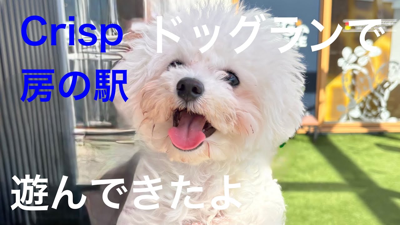 ドッグランで遊ぶビションフリーゼ in Crisp房の駅