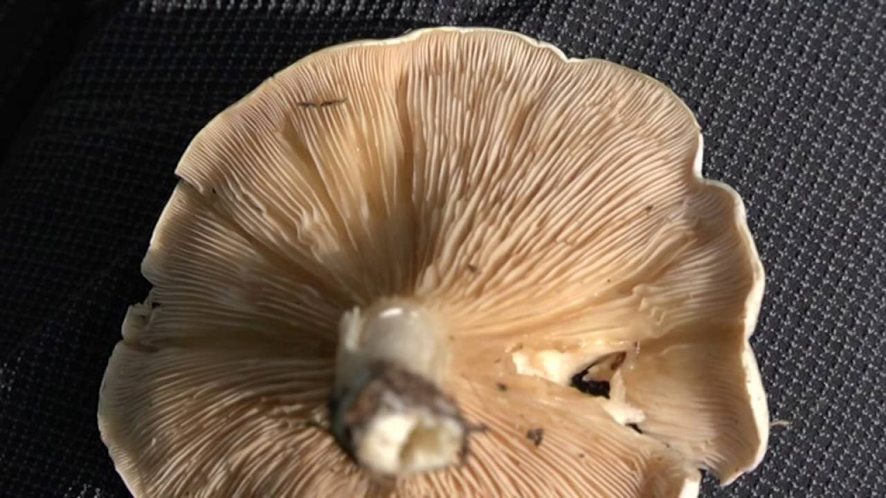 Clitopilus prunulus @ Conoscere i funghi 12.10.2016
