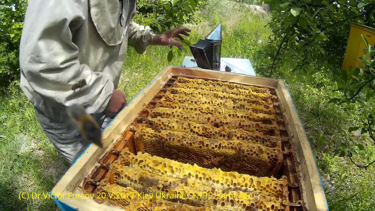 American & Ukrainian Beekeepers Look Inside Beehive of Vasyl Priyatelenko, Kyiv, Ukraine