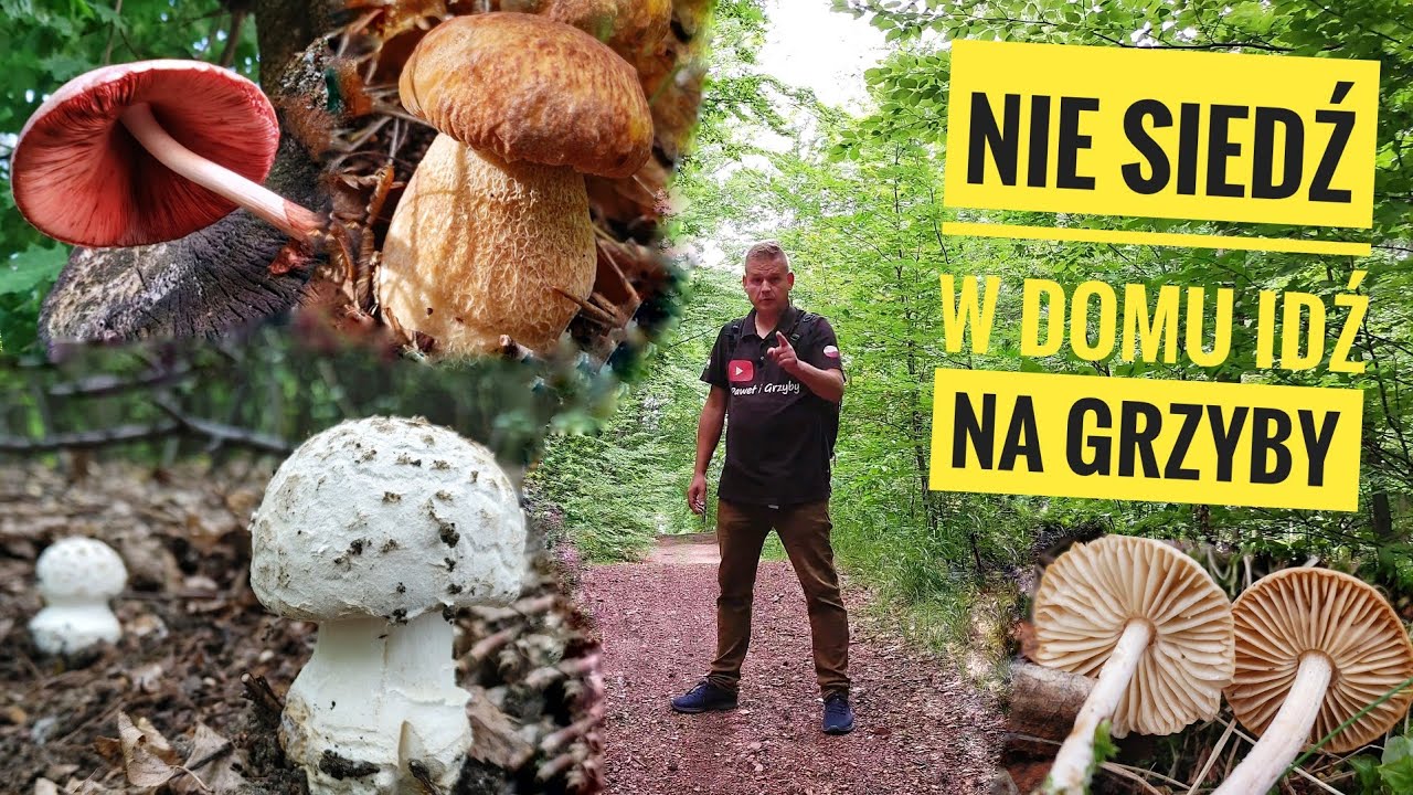 lipiec - Czy warto wyjść na grzyby?