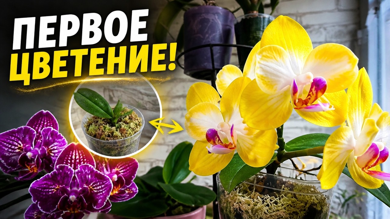 Первое цветение Ароматной Орхидеи! Уход НИЧЕМ НЕ ОТЛИЧАЕТСЯ от стандартного Фаленопсиса