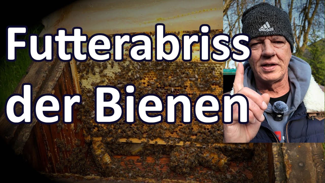 Bienen: Was ist Futterabriss? Einfluss der Wabenstellung und Wabengröße als mögliche Ursache