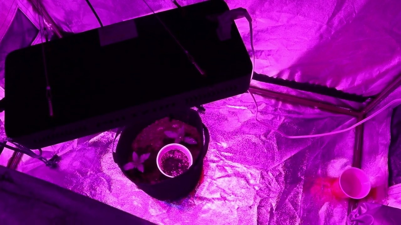 Beginner Cannabis Grow | Cannabis Nation