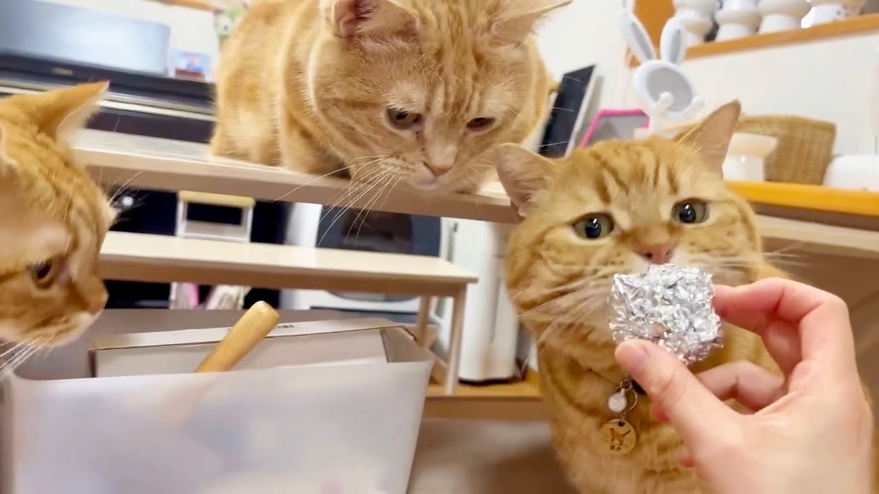 猫たちに鈴入りのアルミボールをつくってあげたらまさかの結果に...