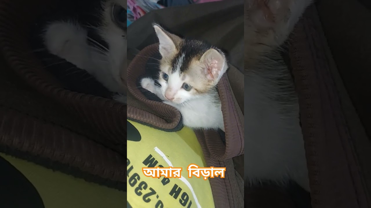 আমার বিড়াল 