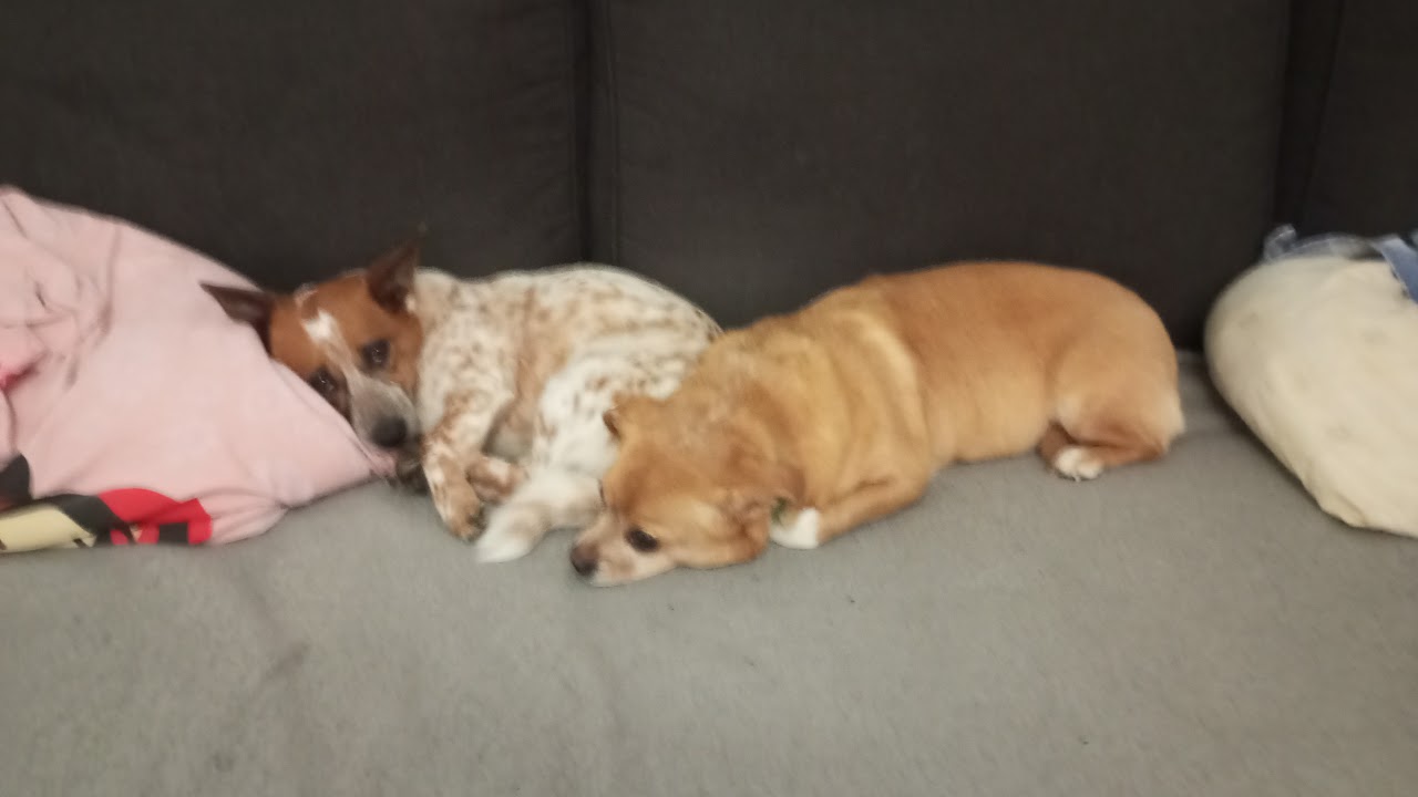 Meta Quest Broadcast | Powered by LIV