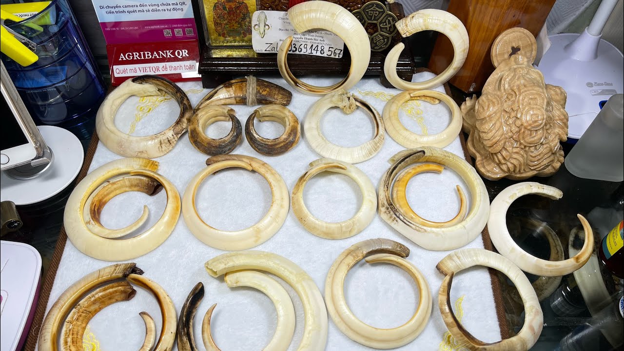 Phong thuỷ - Nanh heo tròn (Hải Bình Dương)
