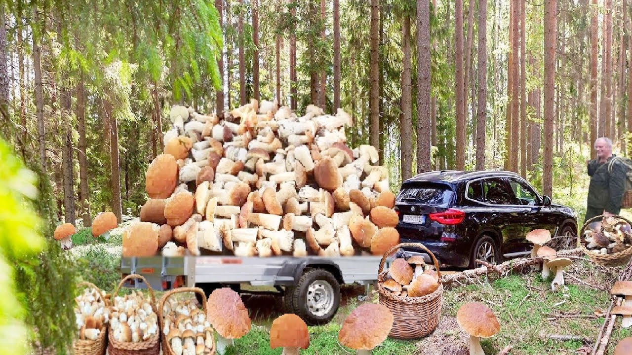 MEGA SZOK !! GIGANTYCZNE BOROWIKI ! GRZYBY !🌕 MEGA GRZYBOBRANIE. GRZYBOWE SZALEŃSTWO !