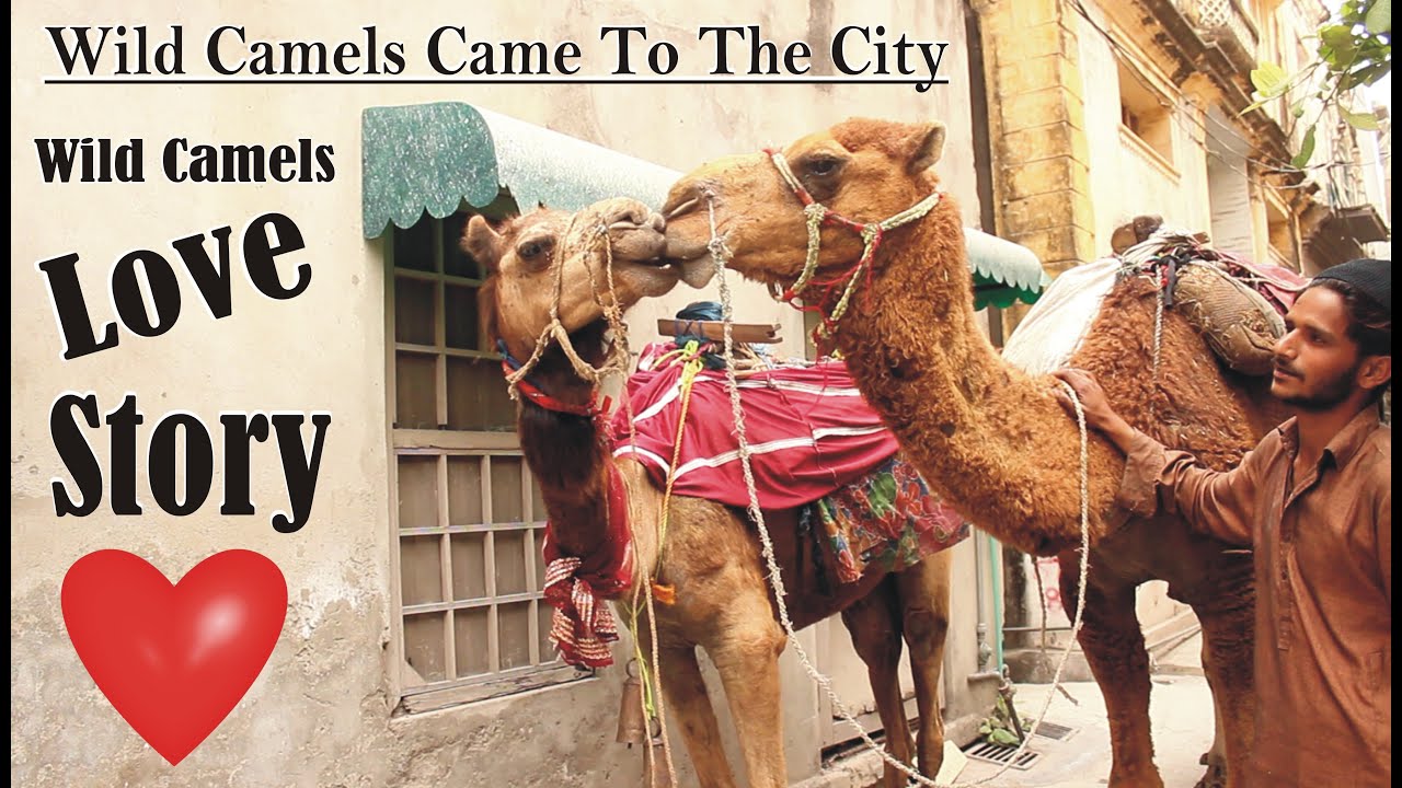 wild camels love story | wild camel | camel vs camel | wildlife | animal attack | wildlife in  hindi
