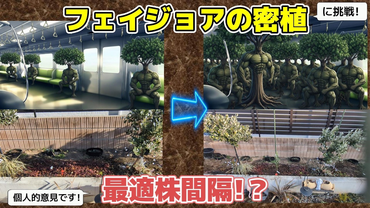【果樹生垣】フェイジョアの密植_最適株間隔!?