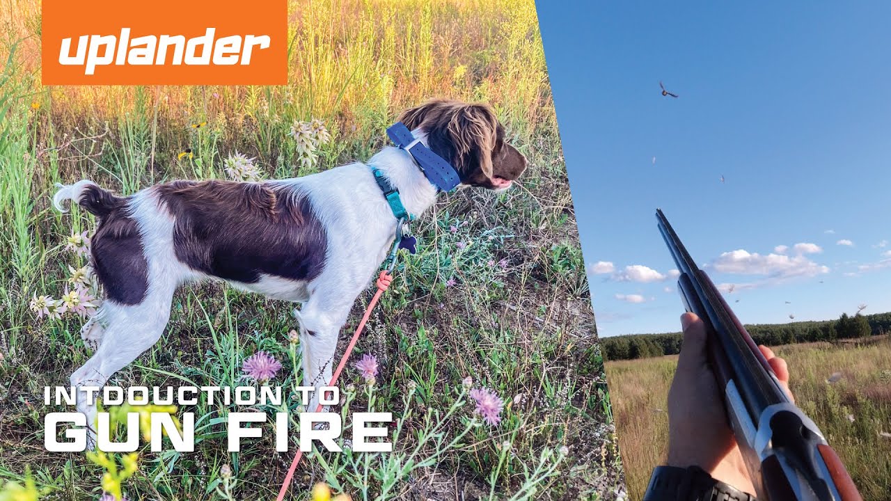 Bird Dog Gun Fire Introduction | 7 Month Old Brittany