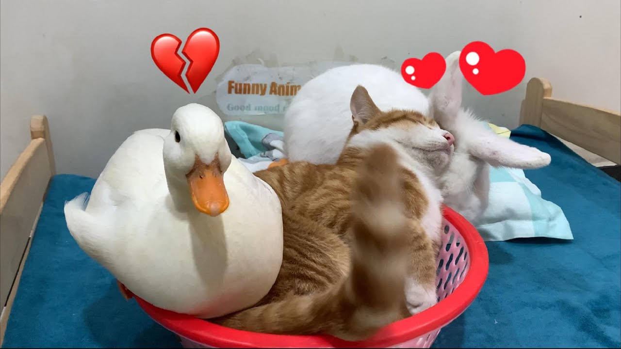 Так смешно! Утка и кролик одновременно влюбляются в котенка. Кого выберет котенок? Как мило