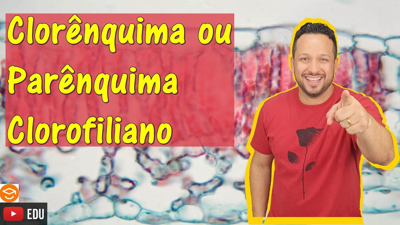 Clorênquima ou Parênquima Clorofiliano - Tecidos Adultos ou Permanentes - Histologia Vegetal