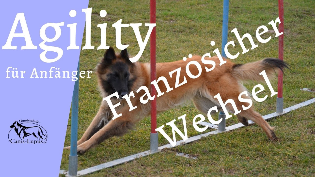 Agility Wechsel 