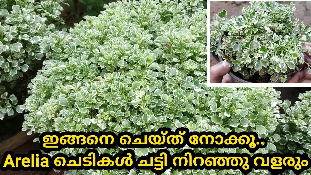 ഇങ്ങനെ ചെയ്ത് നോക്കൂ.Aralia ചെടികൾ ചട്ടി നിറഞ്ഞു വളരും|Aralia Plant Care Malayalam|SR Vlogs by Naji💕