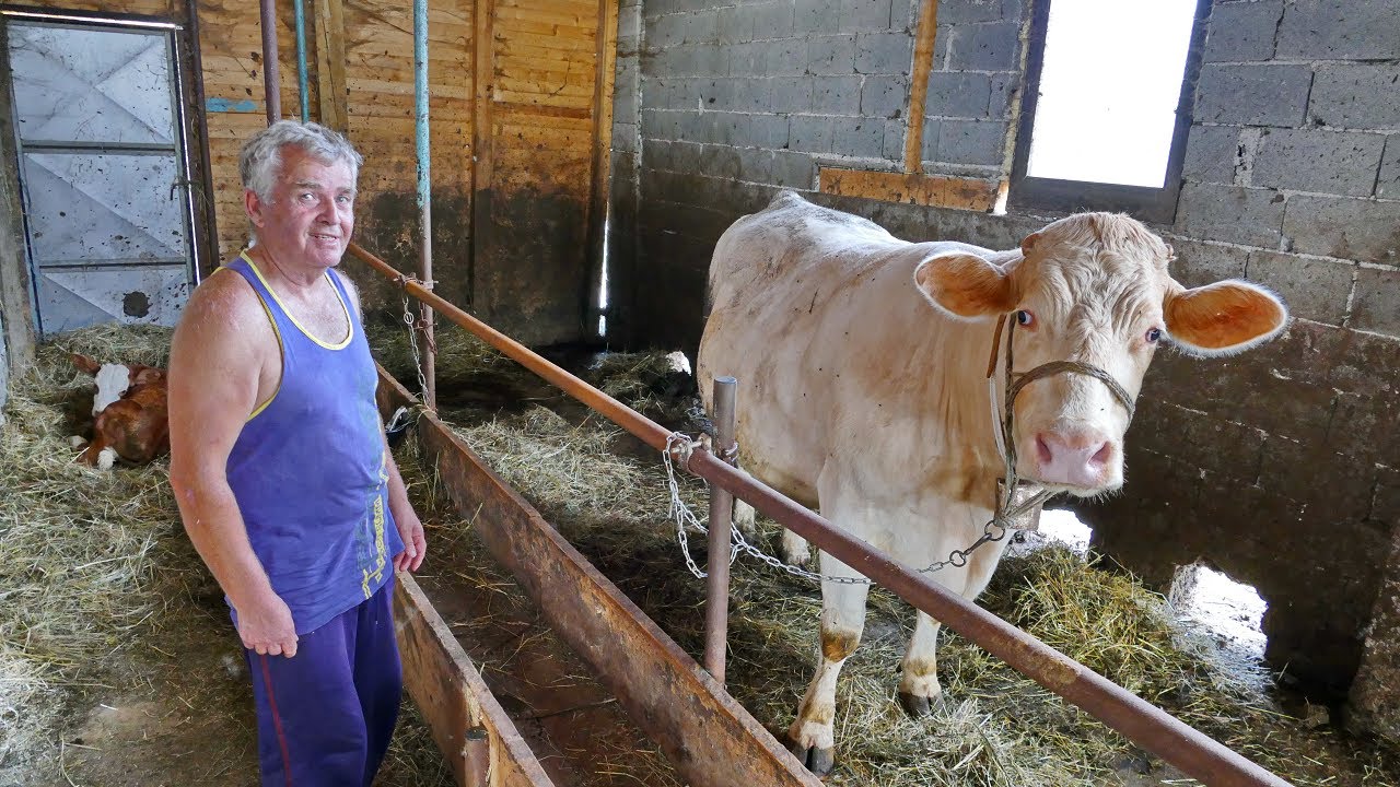 Najstariji stočar u Srednjoj Bosni sam uzgaja 41 govedo, nema umora, samo rad i rad
