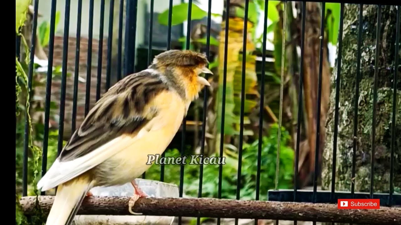 Canário Não Para de Cantar Depois de Ouvir Isso!