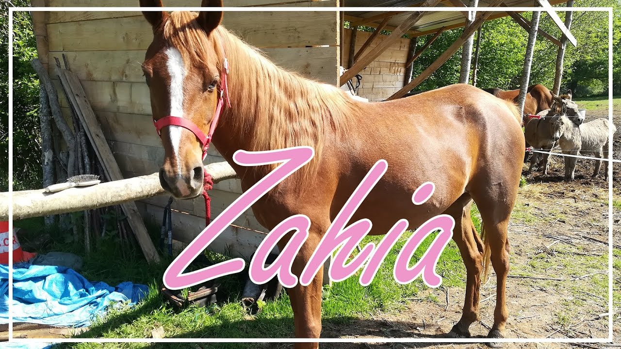 Zahia, ma pur sang arabe
