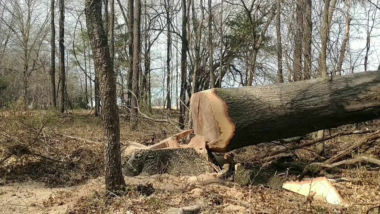 Stihl ms 661 Felling PinOak 1