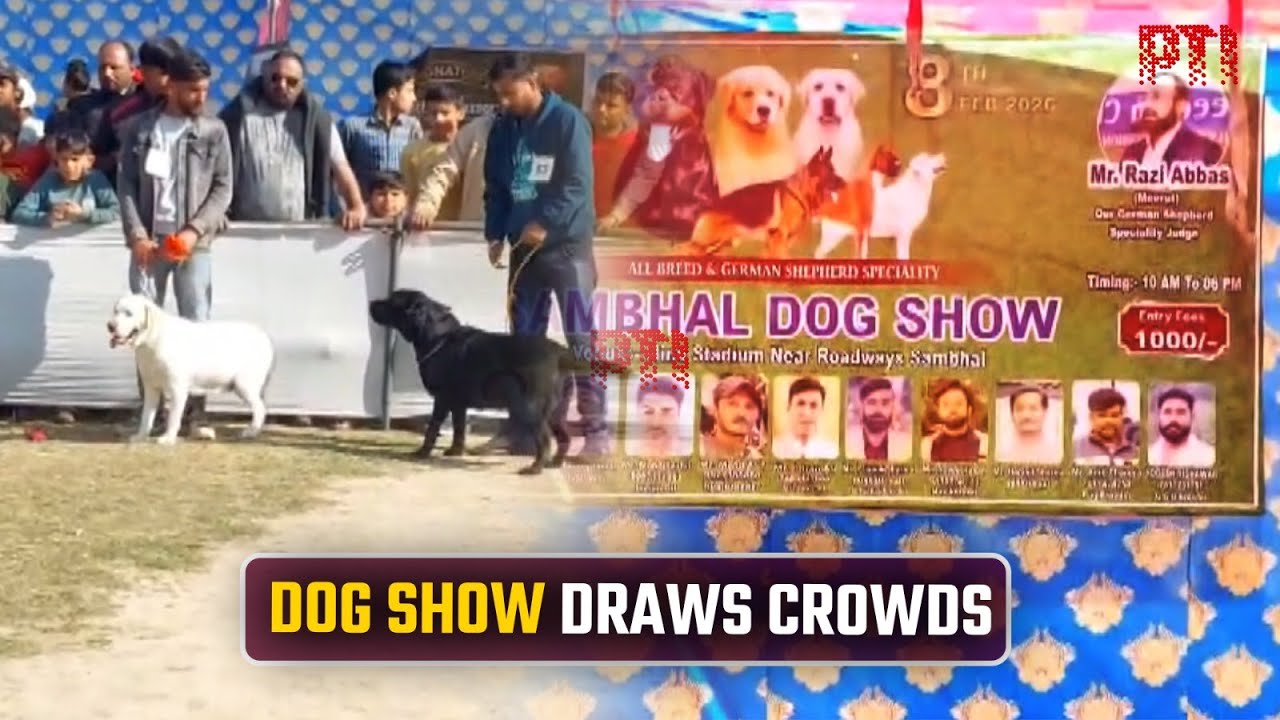 Dog show in Sambhal draws crowds as top breeds take centre stage