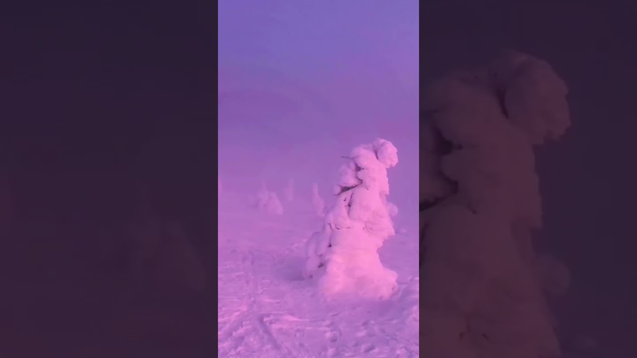 The Beauty of snow covered Lapland #tykkylumi #winterforest #luminenmets&auml; #lappintalvi #lappi #tykky