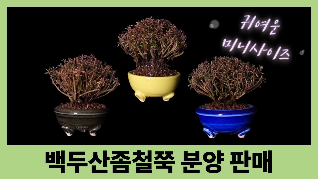 백두산좀철쭉 조을려 3종 분양판매