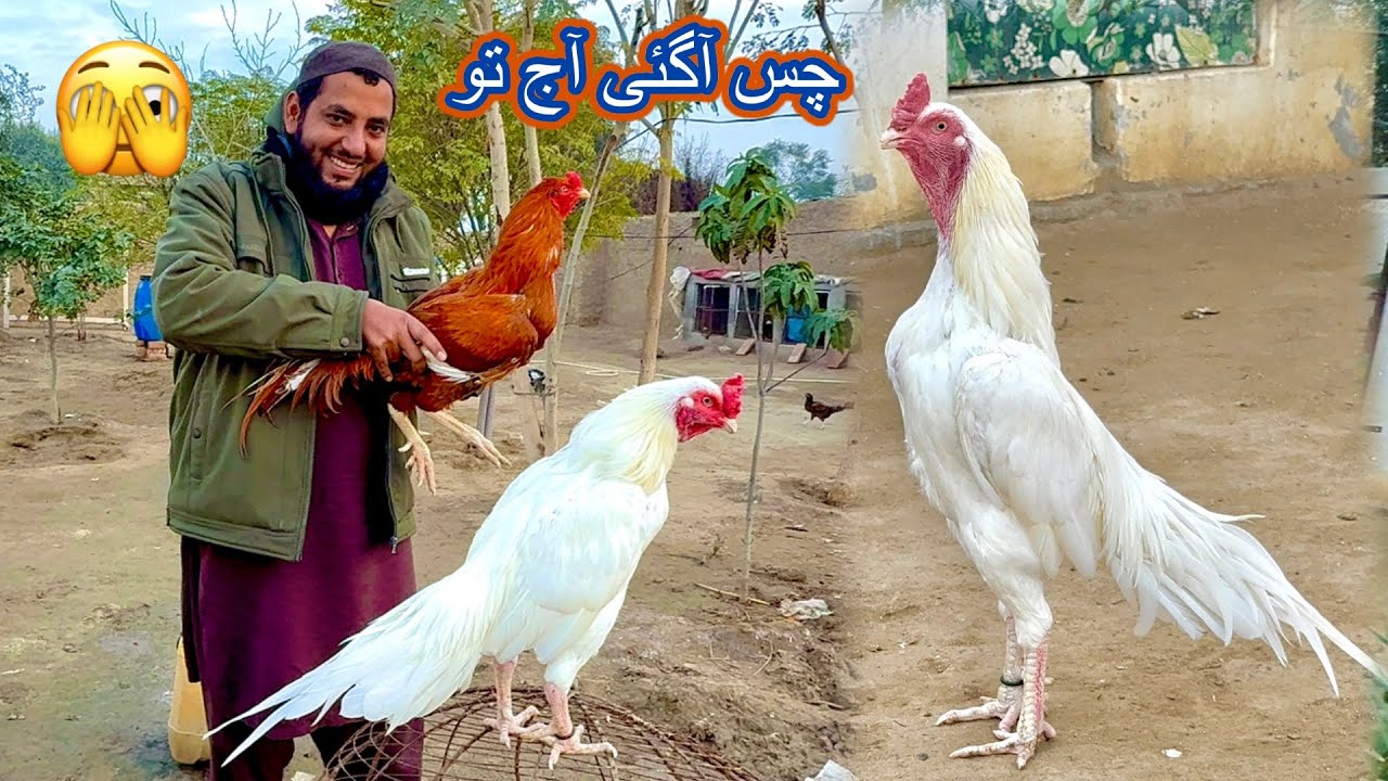 Heera Aur King Peela Nen Chas Krwa Di 🫣