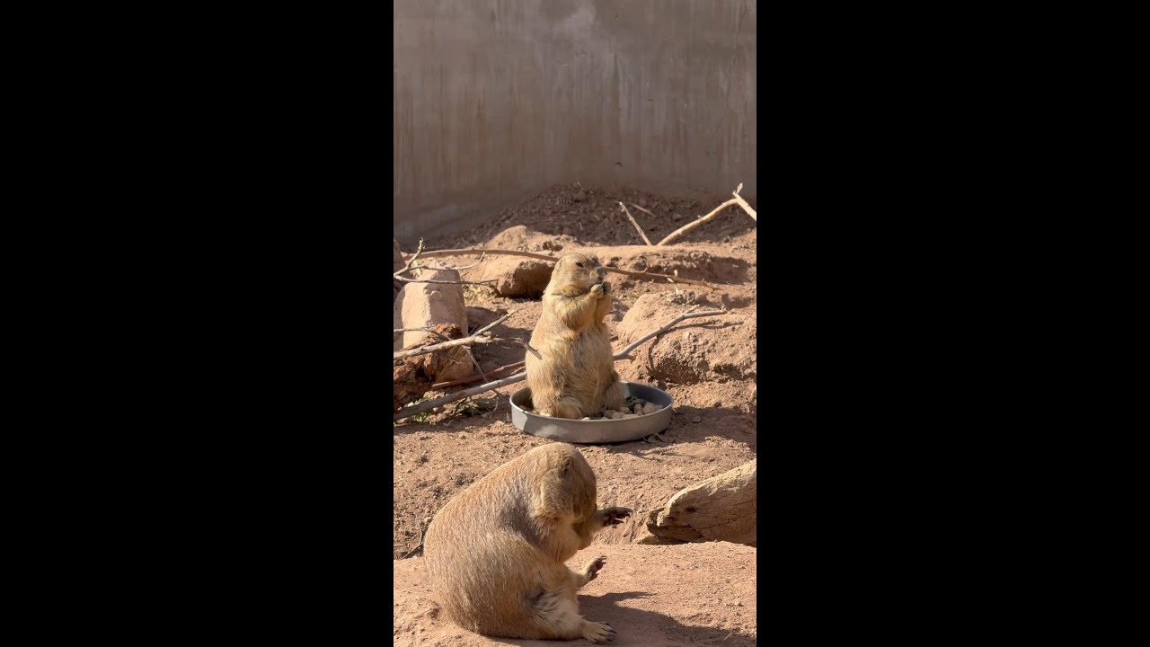 Saturday Mornings at the Phoenix Zoo