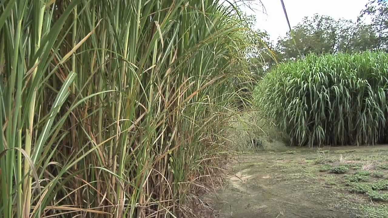 UGA Searching For Best Grass For Biofuel