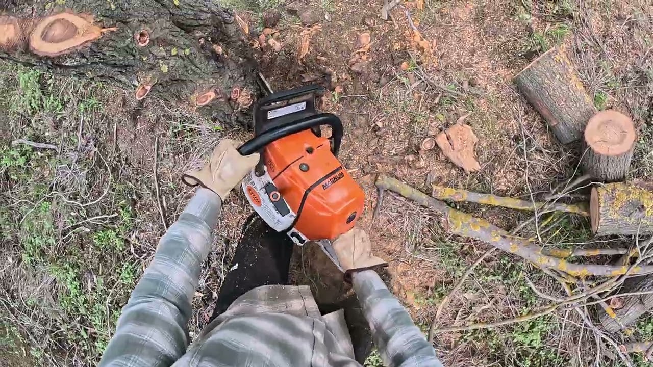 Failing liming and bucking a small Murray pine in Victoria Australia with a Stihl 661￼