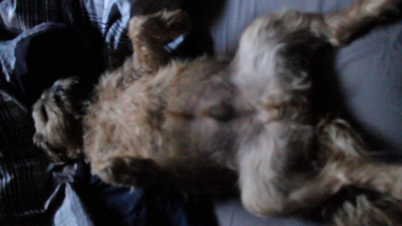 A snoring Ewok...